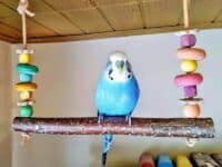 Doppelschaukel mit Mio Doppelschaukel mit Welli