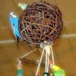 Hei&szlig;luftballon mit Wellis