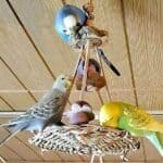 Hängespielplatz mit Wellis Seegras-Schaukel mit Wellis