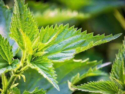 Brennnessel Brennnessel