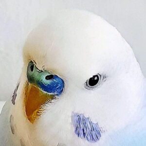 Hahn (blau)