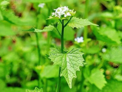 Knoblauchsrauke Knoblauchsrauke