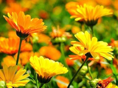 Ringelblume Ringelblume