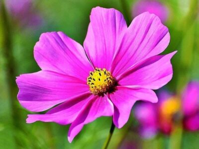 Schmuckkörbchen Schmuckkörbchen