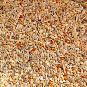 Wellensittichfutter Premium von Birds and More