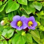 Pflanzen in Haus & Garten Pflanzen in Haus & Garten