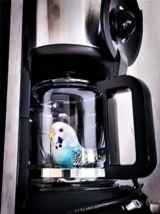 Kaffeemaschine Kaffeekanne mit Welli