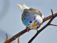 Bäume & Sträucher Bäume & Sträucher