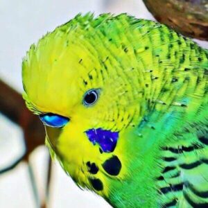 Mauser - Emil Emil in der Mauser