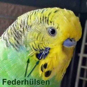 Federhülsen Federhülsen