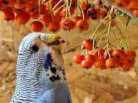 Wildfr&uuml;chte & Obst