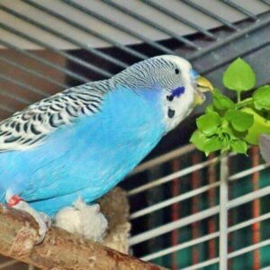 Wellensittich knabbert an Vogelmiere