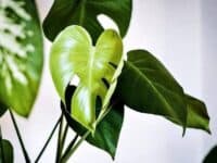 Zimmerpflanzen Zimmerpflanzen