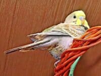 Krankheitszeichen Krankheitszeichen