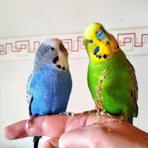 Finger anfliegen Finger anfliegen