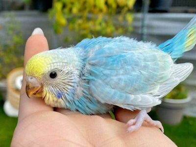 Wellensittich mit  nicht vollst&auml;ndig ausgebildetes Gefieder