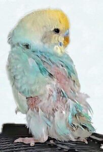 Gefiederst&ouml;rung