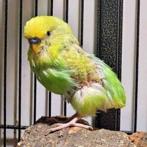 Virusbedingte Gefiederstörungen Virusbedingte Gefiederstörungen