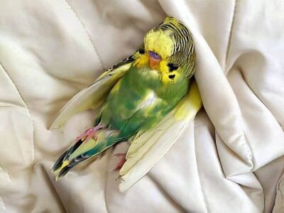 Erkrankungen des Gehirns Erkrankungen des Gehirns