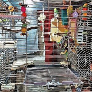 Welcher Käfig ist geeignet? Welcher Käfig ist geeignet?