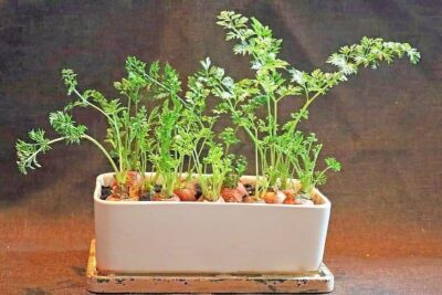 Karottenenden mit Gr&uuml;n