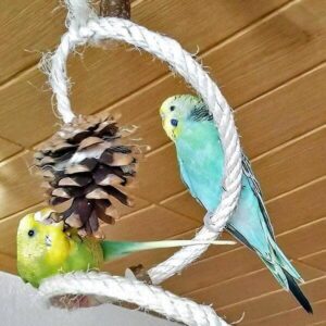 Kiefernzapfen mit Lotta Kiefernzapfen mit Lotta