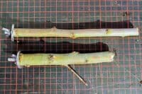 Sitzstangen aus Obstholz