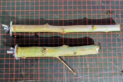 Sitzstangen aus Obstholz