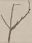 Knabberzweig vom Obstbaum kaufen