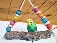 Schaukeln für den Freiflug Schaukeln für den Freiflug