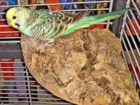 Emil auf der Korkecke Emil auf der Korkecke