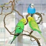 Äste zum Klettern Äste zum Klettern