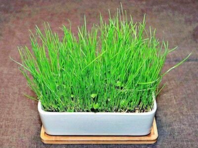 Kräuterwiese Behälter mit Kräuterwiese