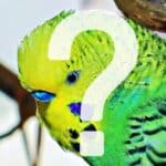 Mauserhilfe Mauserhilfe