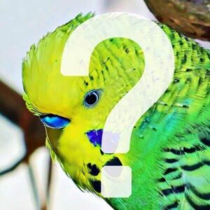 Sinn und Unsinn von Mauserhilfen Sinn und Unsinn von Mauserhilfen