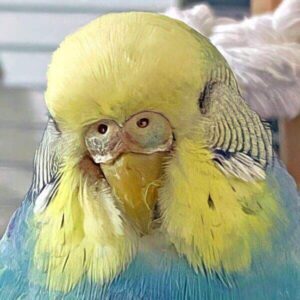 Schwammartige Wucherungen