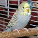 Nierenentz&uuml;ndung