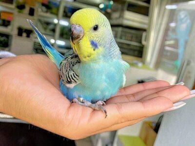 Junger Wellensittich mit schwarzem Schnabel