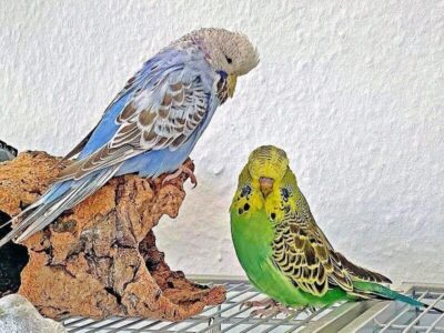 Standard-Wellensittich