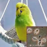Trichomonadnen