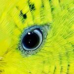Auge des Wellensittichs