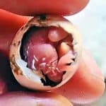 Privat- und Hobbyzucht?