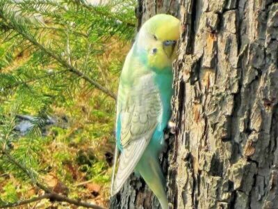 Andre's Vogelzucht Andre's Vogelzucht