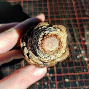 abges&auml;gter Stielansatz