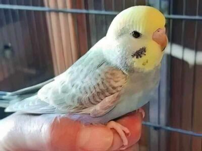 Eifel Sittiche Eifel Sittiche