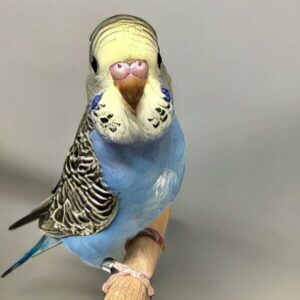 Wellensittichzucht - Emmerich Wellensittichzucht - Emmerich