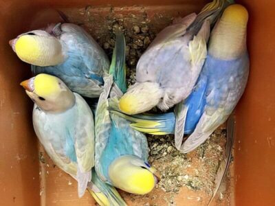 Zuchtboxen Zuchtboxen