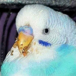 Kropfentzündung Kropfentzündung