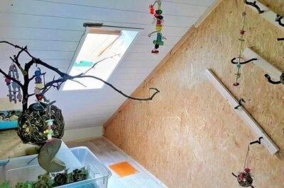 Vogelzimmer Vogelzimmer