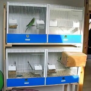 Zuchtboxen Zuchtboxen